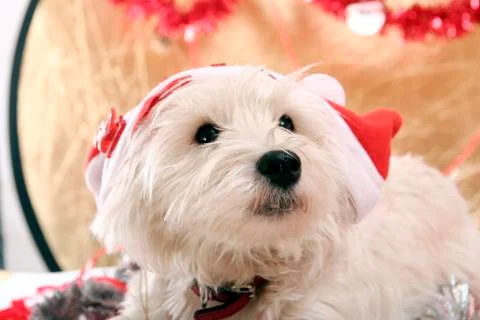 Westie Foto stock