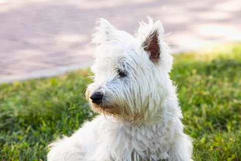 Westie Foto stock