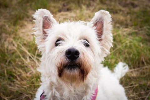 Westie Stock Photos