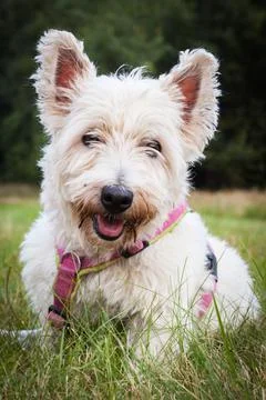 Westie Stock Photos