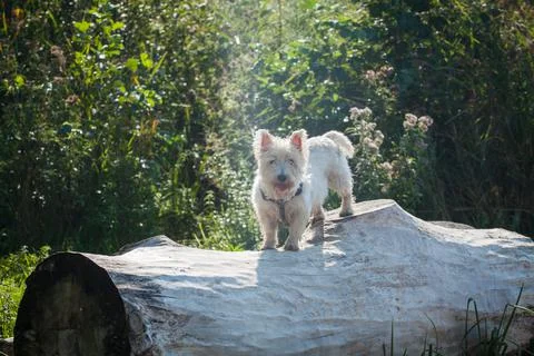 Westie Stock Photos