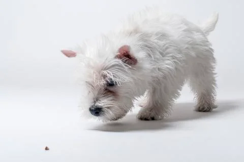 Westie puppy playing in studio Stock Photos