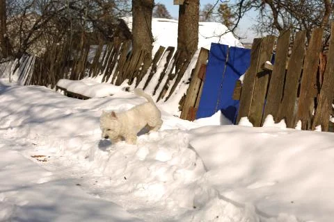 Westie Puppy Walking through the Snow Stock Photos