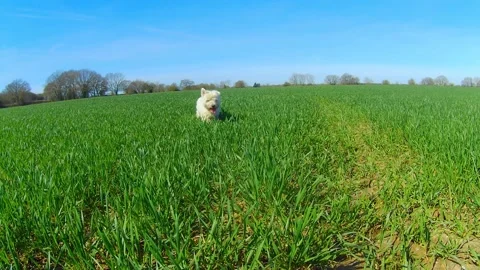 Westie running through long grass  Vídeos de archivo 331348596