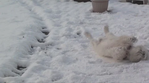 Westie in snow Stock Footage