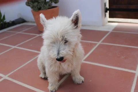 Westie thinking Stock Photos