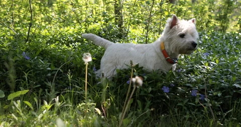 Westie in woods Stock Footage 108435878