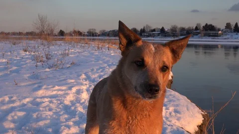 WESTMINSTER COLORADO-2015: A Tiny Dog Staring At The Camera Near A Body Of Water Stock Footage 129350325