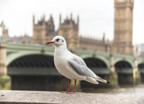 Westminster seagull Stock Photos