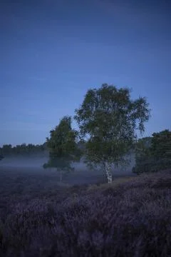 Westruper Heide Stock Photos