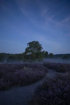 Westruper Heide Stock Photos