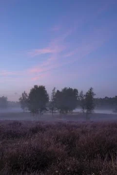 Westruper Heide Foto stock