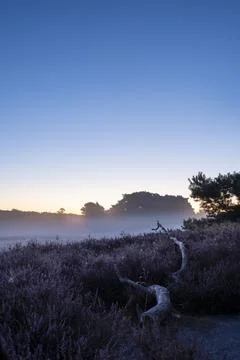 Westruper Heide Foto stock