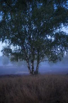 Westruper Heide Foto stock