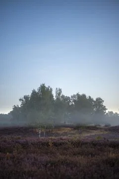 Westruper Heide Stock Photos