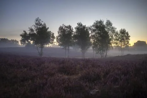 Westruper Heide Stock Photos