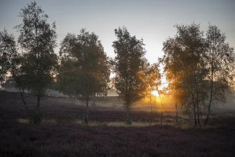Westruper Heide Stock Photos