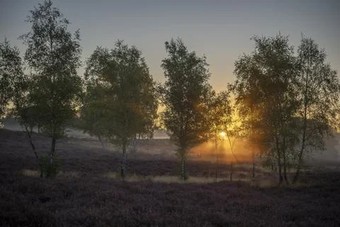 Westruper Heide Stock Photos