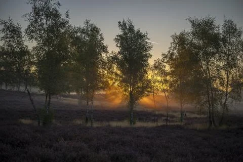 Westruper Heide Stock Photos