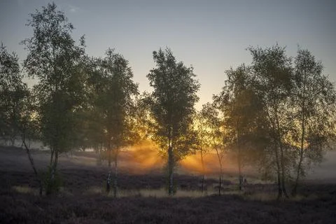 Westrupper Heide Stock Photos