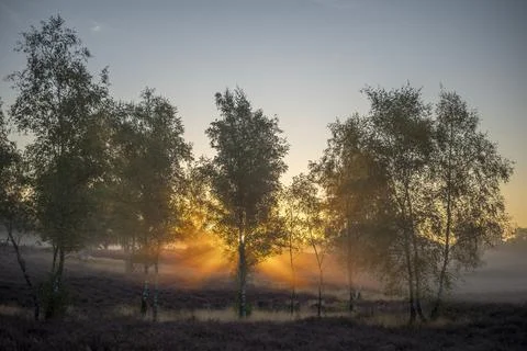 Westrupper Heide Foto stock
