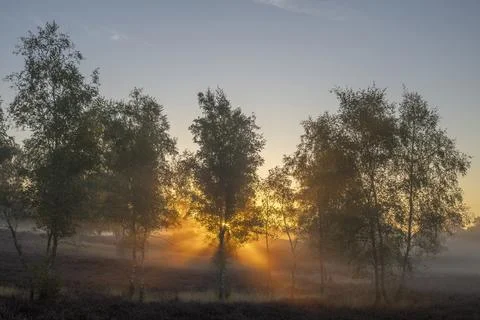 Westrupper Heide Foto stock