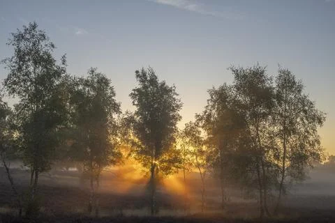 Westrupper Heide Stock Photos