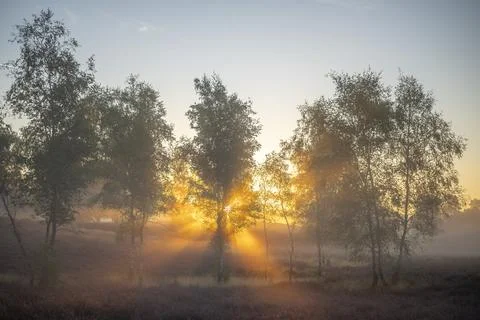 Westrupper Heide Foto stock