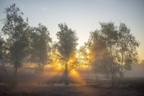 Westrupper Heide Stock Photos