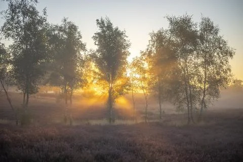 Westrupper Heide Stock Photos