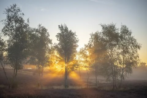 Westrupper Heide Stock Photos