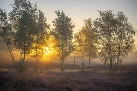 Westrupper Heide Foto stock