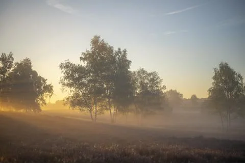 Westrupper Heide Stock Photos