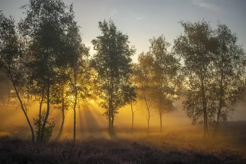 Westrupper Heide Stock Photos