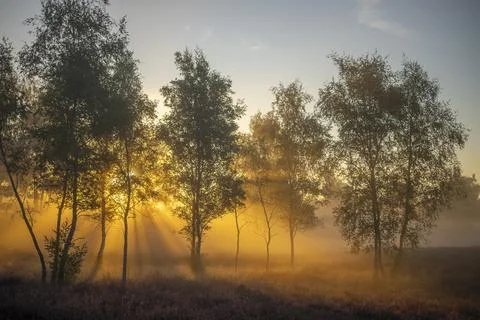 Westrupper Heide Stock Photos