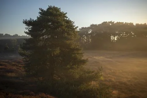 Westrupper Heide Stock Photos