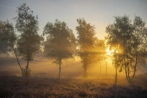 Westrupper Heide Foto stock