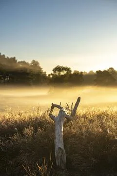 Westrupper Heide Stock Photos