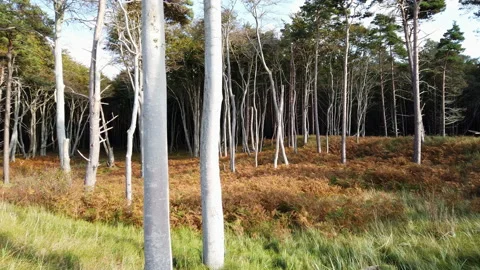 Weststrand Stock Footage 140873369