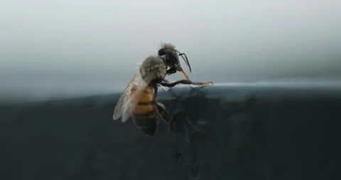 Wet and cold bee trying to recover after a strong storm Stockbeeldmateriaal 197117921