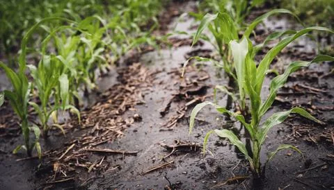 Wet and muddy rows in a corn field after a rain downpour. Foto stock