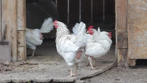 Wet and ruffled hens Stock Footage 310181174