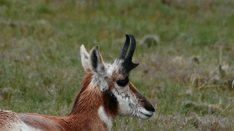 Wet antelope in spring Stock Footage 172548708