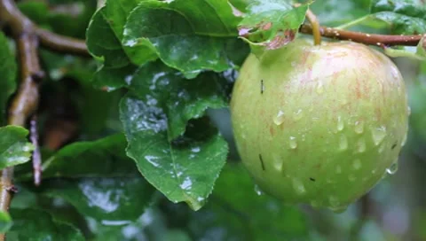 Wet apple in the rain in a tree Stock Footage 8521347