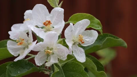 Wet apple tree flowers Stock Footage 287779698