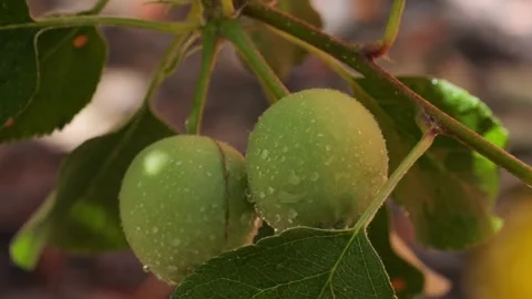 Wet apples on tree growing Stock Footage 281216457