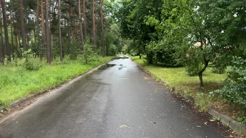 Wet asphalt road through forest with pine trees and green foliage 스톡 동영상 339723495