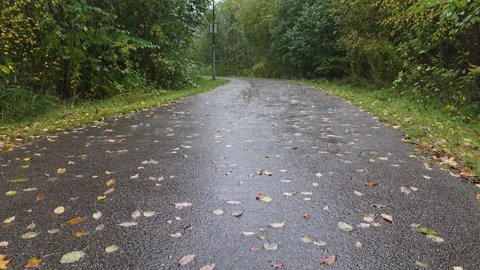 Wet Asphalt Walking Path Covered With Fallen Autumn Leaves In Forest Stockbeeldmateriaal 347975210