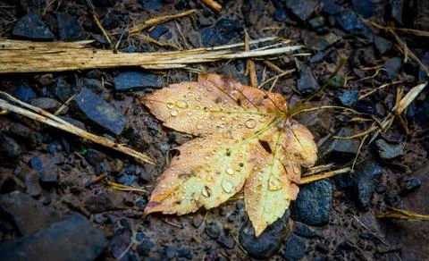 Wet autumn leaf Stock Photos