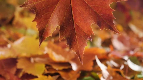 Wet autumn leaf with raindrops falling - close up Video stock 164311913